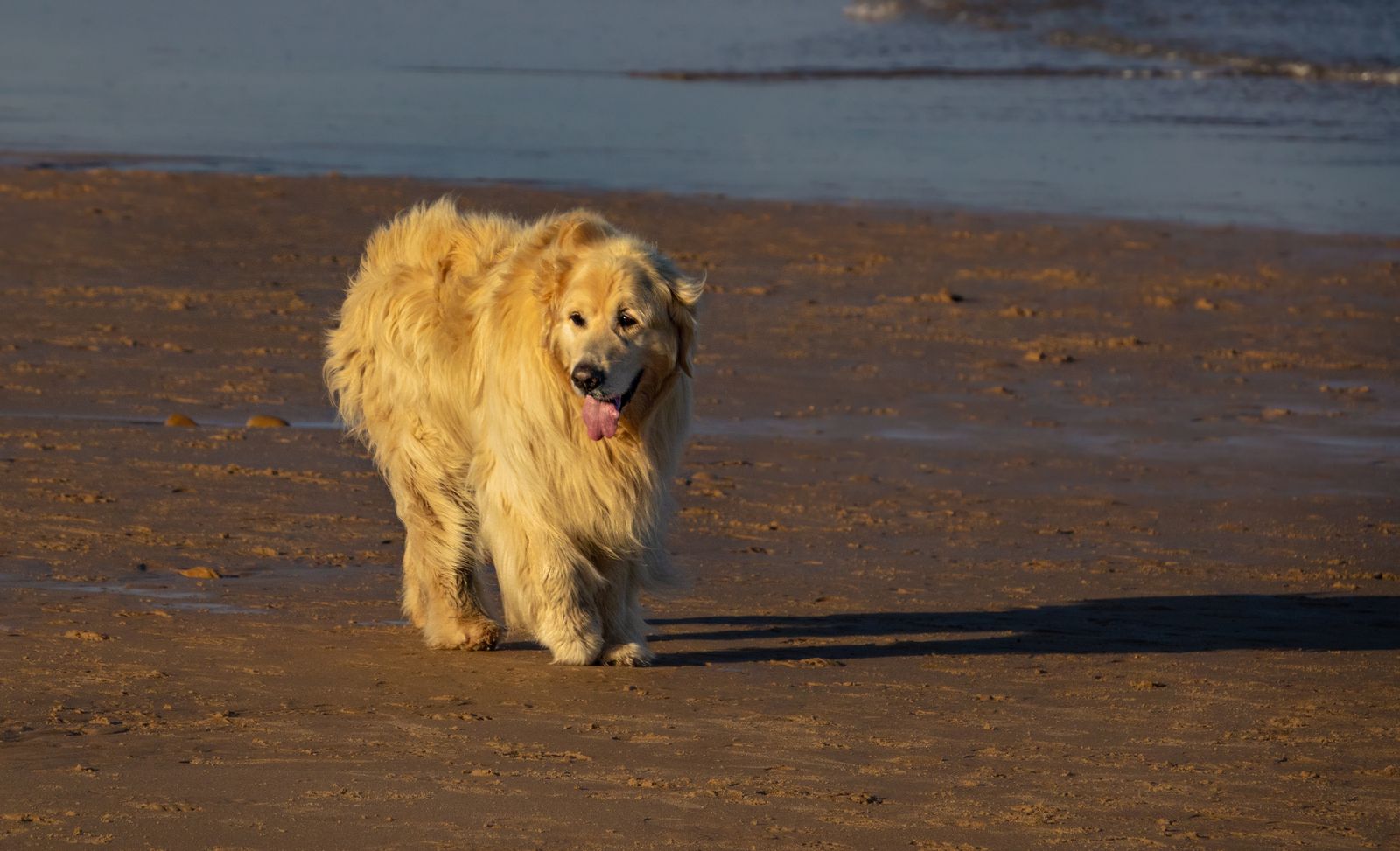 A walker beside a golden retriever on a sandy beach path at sunset